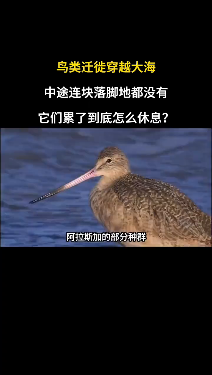 鸟类迁徙穿越大海，中途连块落脚地都没有，它们累了到底怎么休息？
鸟类迁徙穿越大海