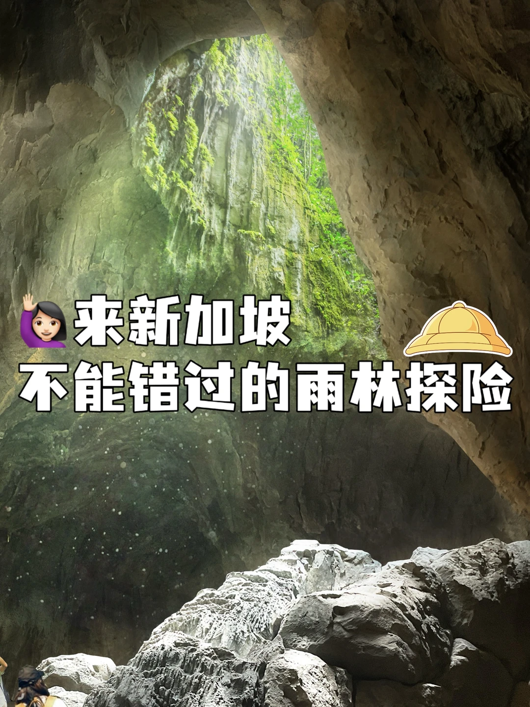 来新加坡必玩❗️不能错过的动物世界雨林探险