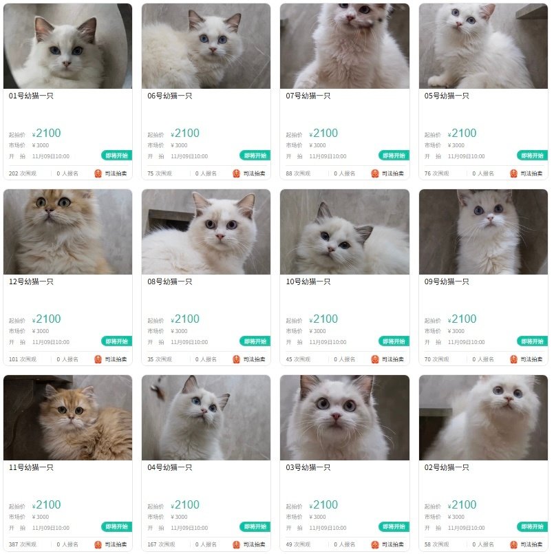 12只猫咪被法拍替主人还2万欠款……去阿里资产上看了看一眼，居然是真的！这个2号咪最可爱！[喵喵]
不太了解猫咪的市场行情，不知道这个是不是算好价，希望小猫咪可以找到好归宿[期待] ​