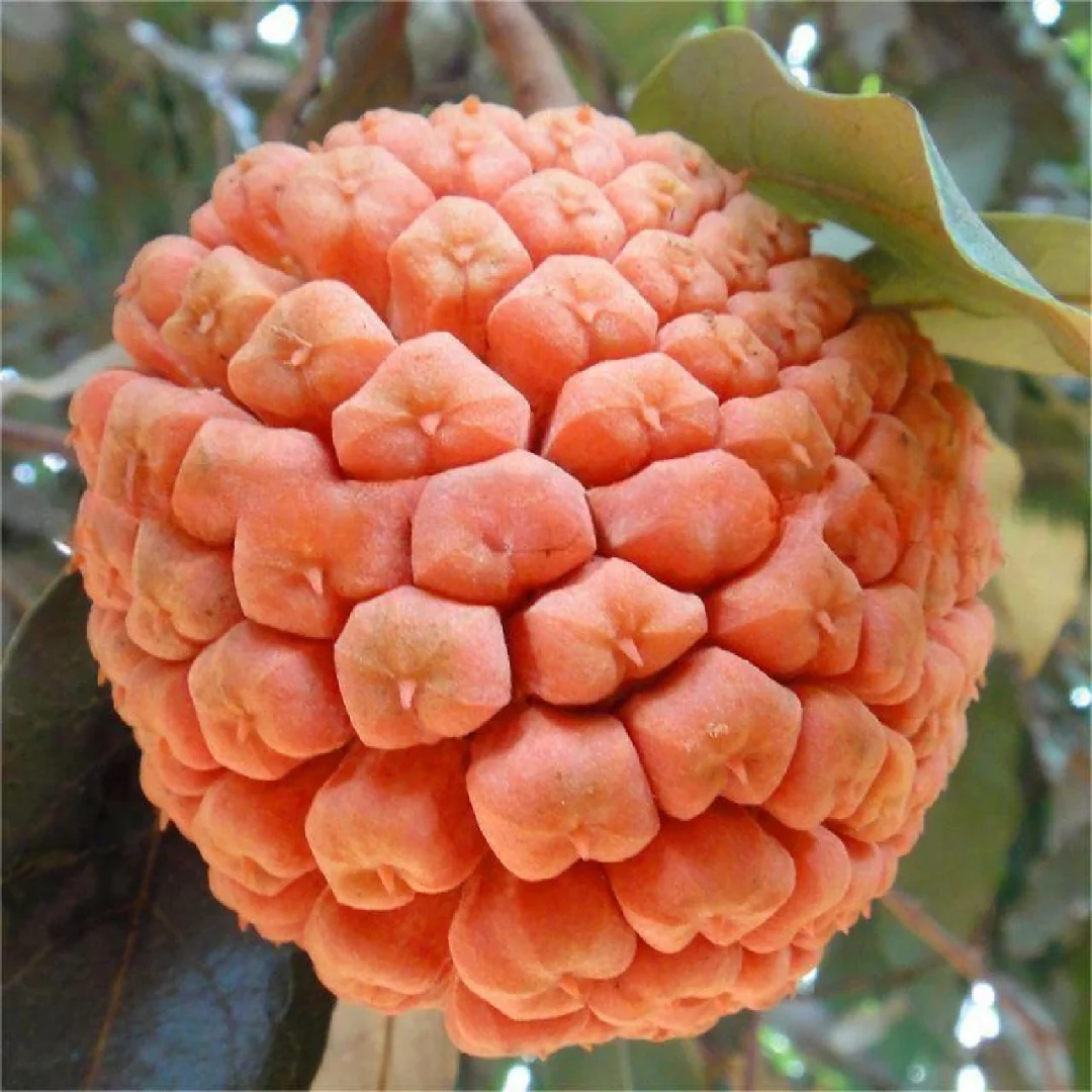 稀有糖苹果番荔枝 Duguetia marcgraviana