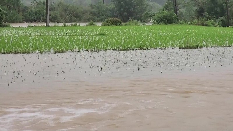 强降雨会对农业造成哪些影响强降雨易造成农田积水渍涝，庄稼受淹减产，诱发病虫害，给农户带来不小的经济损失。