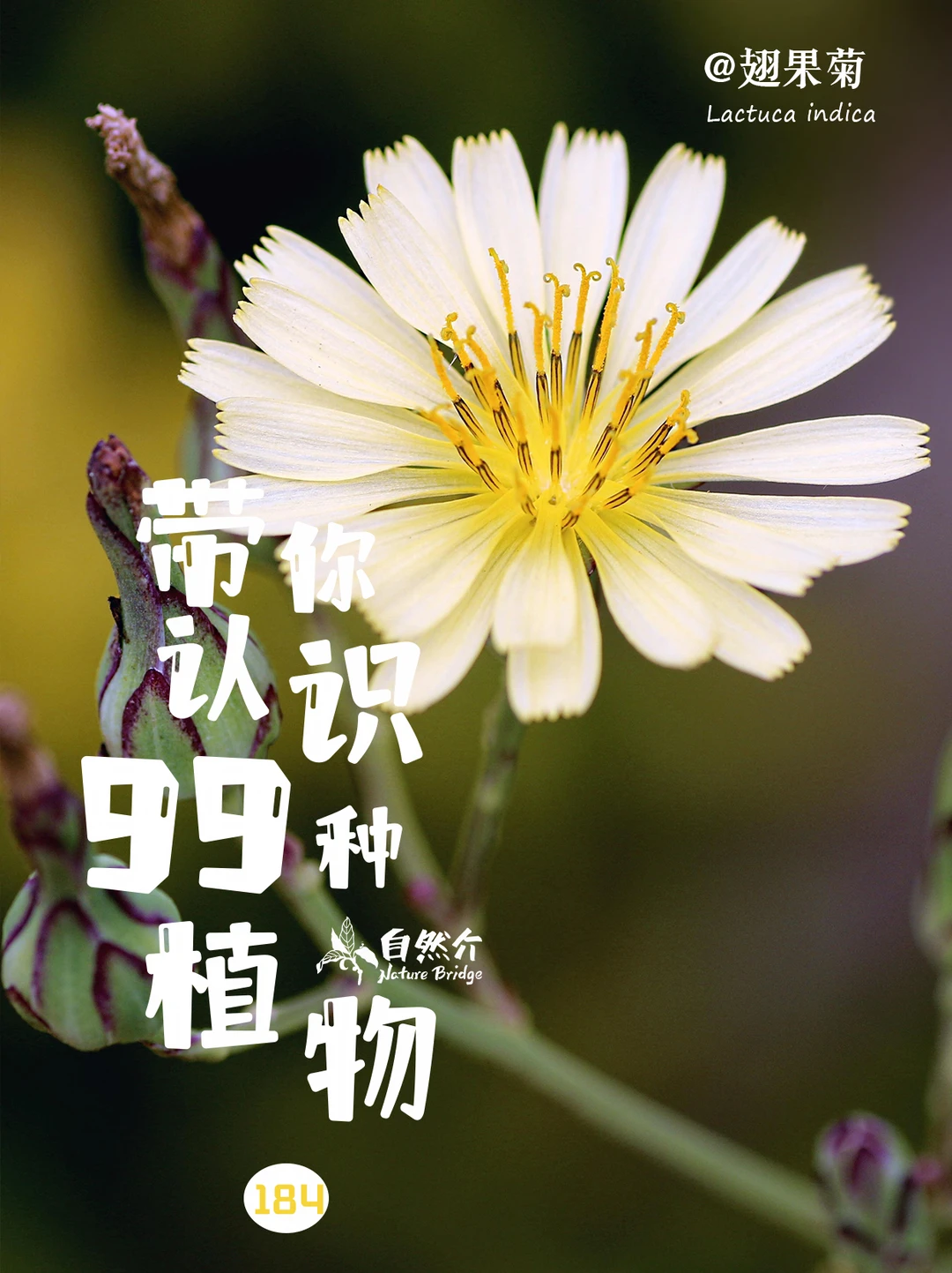 带你认识99种植物–翅果菊