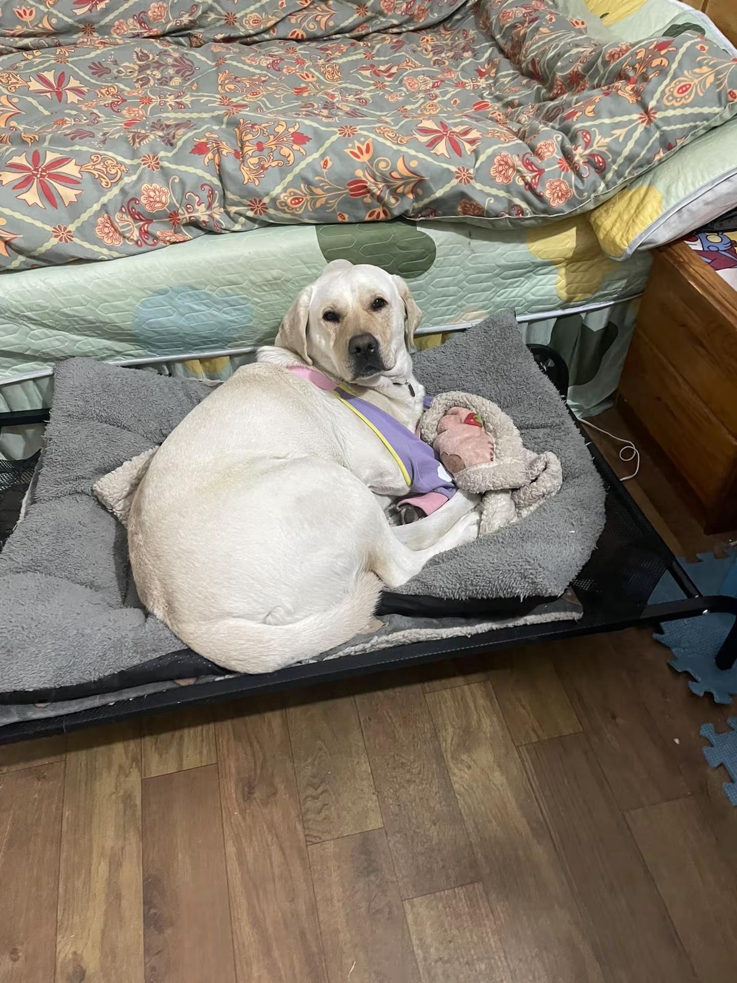 <p>我家毛孩子沙雕行为 <!--{img:0}--><!--{img...