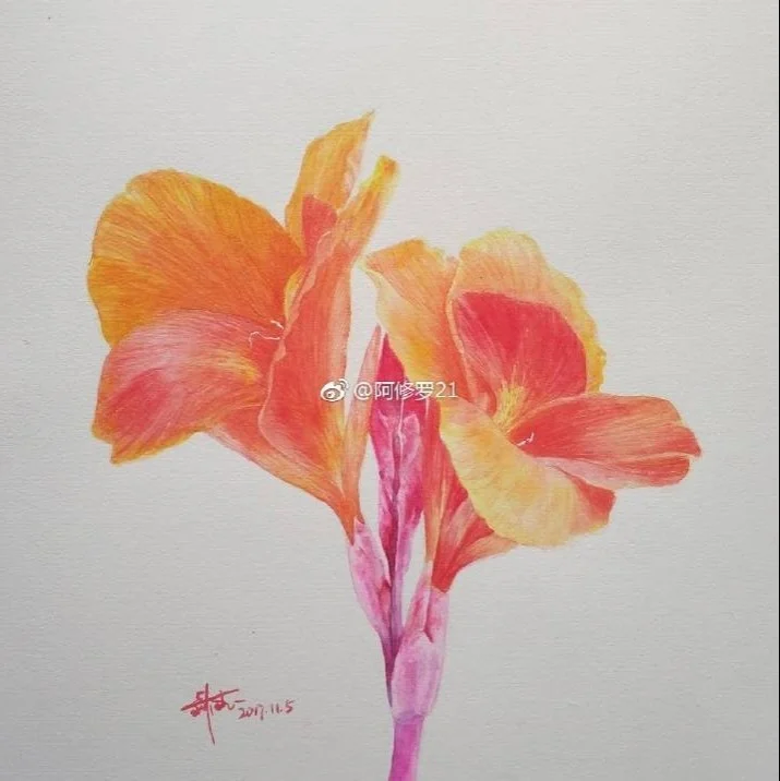 水彩，美人蕉。 宝虹+荷尔拜因。