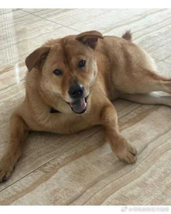 广州市白云区1000+元寻找中华田园犬宠物名字 ：叮当宠物品种 ：中华...