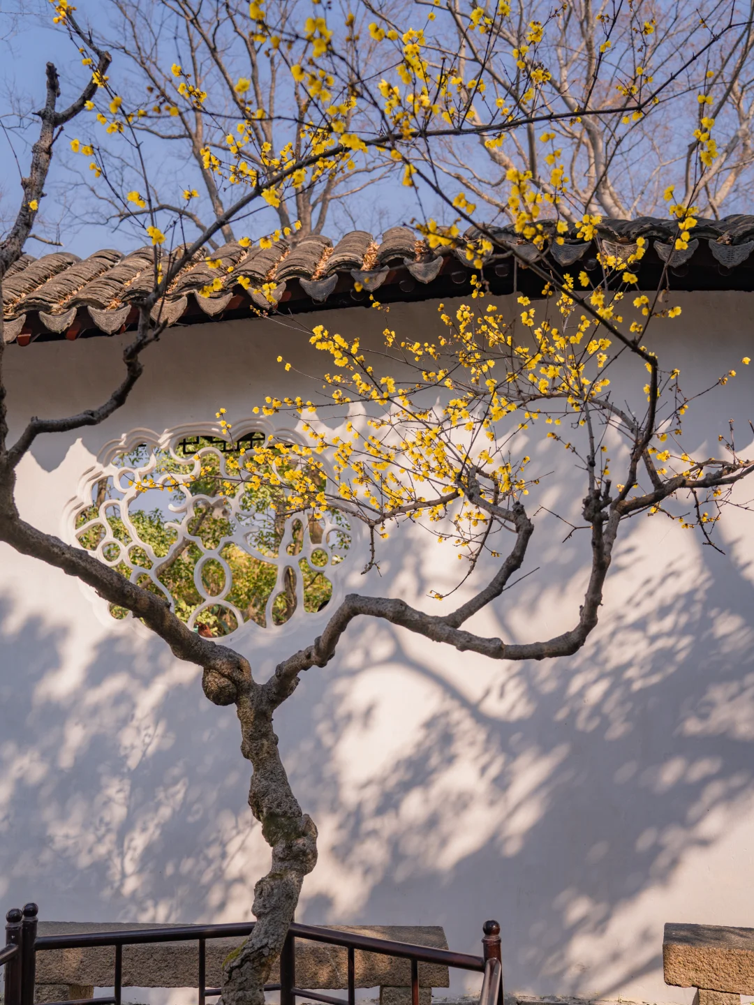 沧浪亭的花窗与腊梅，唤醒了我的中式DNA！