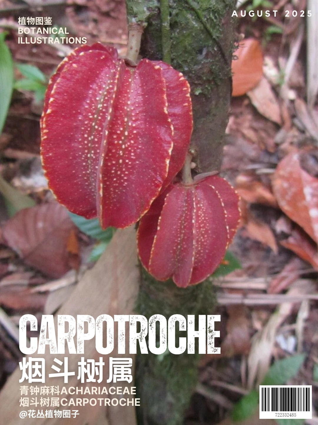 烟斗树属Carpotroche