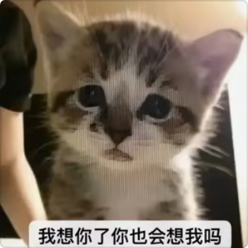 好用的小猫咪表情包