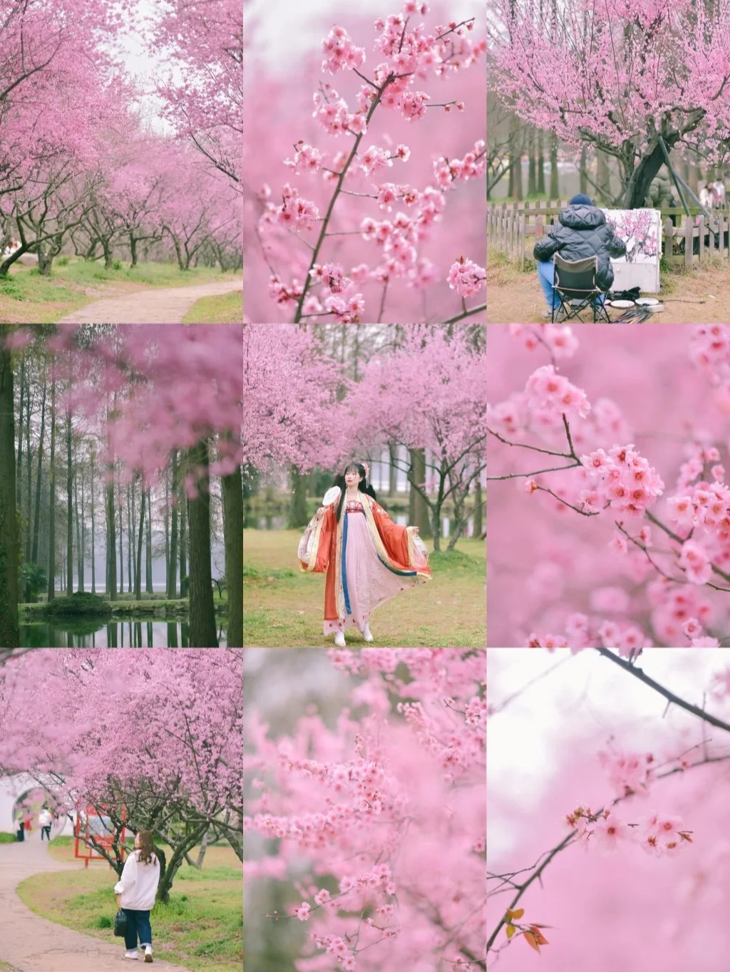 武汉拍照/东湖梅花即将进入最佳观赏期❗️