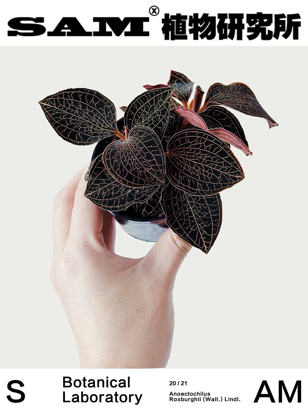 金线莲｜Anoectochilus Roxburghii