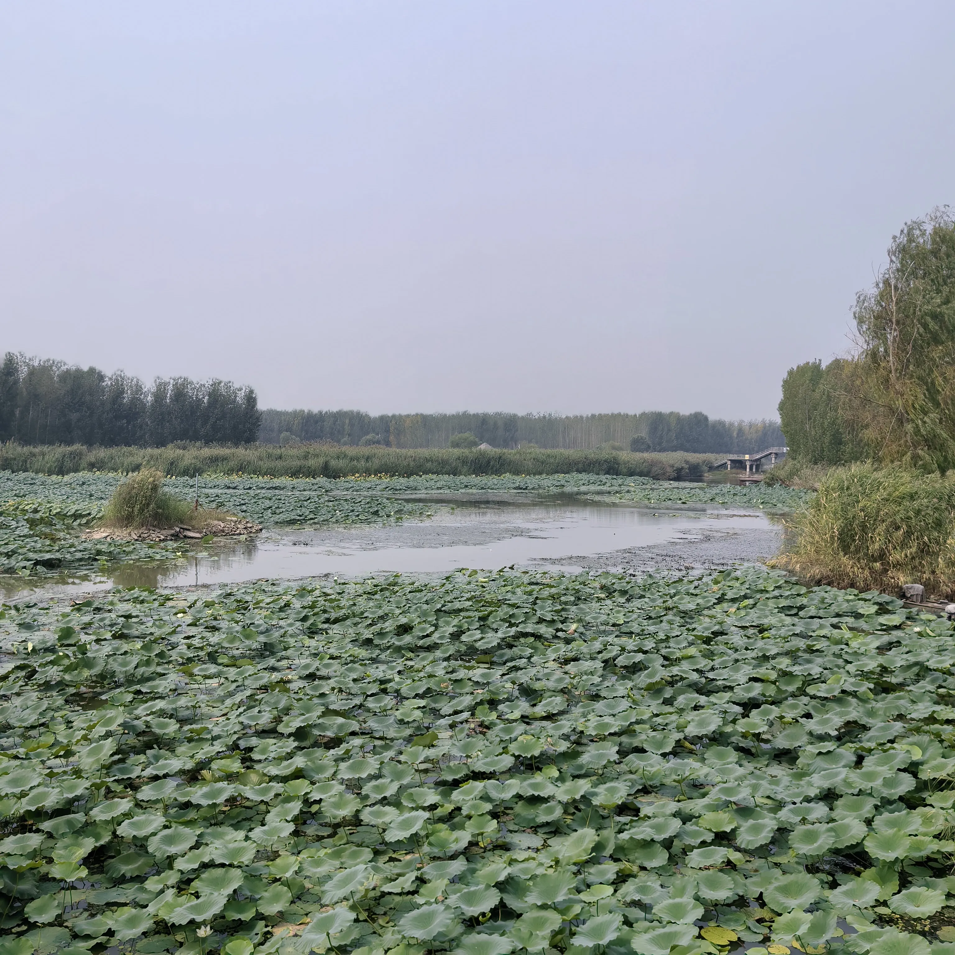 说实话我最想吃的是那碗玉米地瓜粥，花生洋葱中间的那个小咸菜，另加两个大馒头[大笑