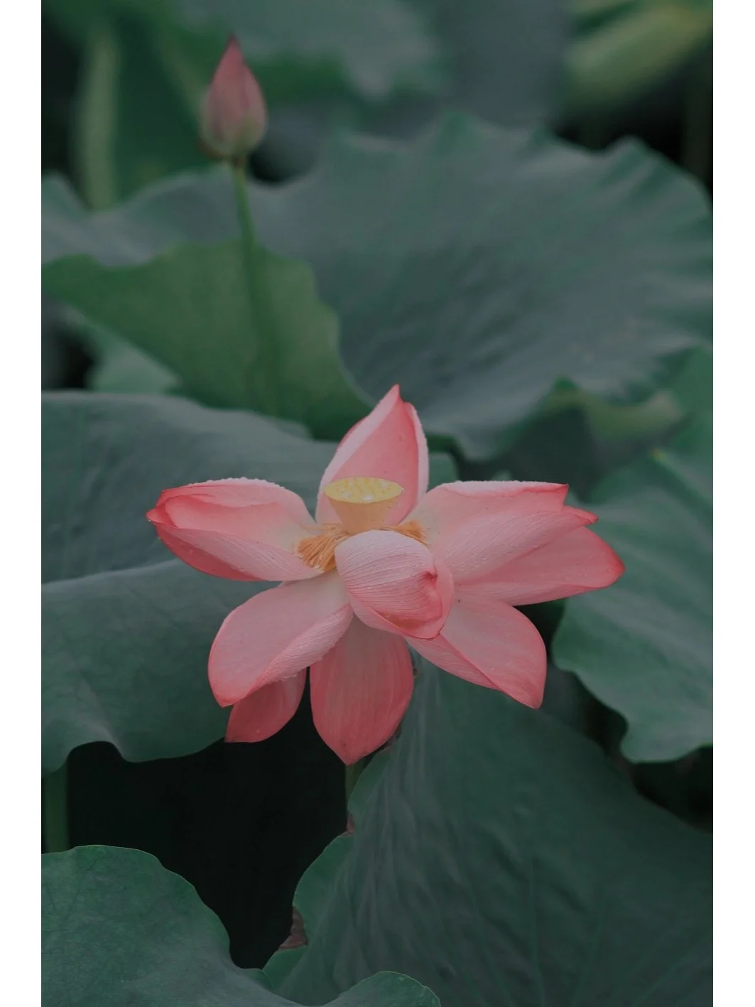 武汉荷花快开了/8大赏荷小众地大全，超出片