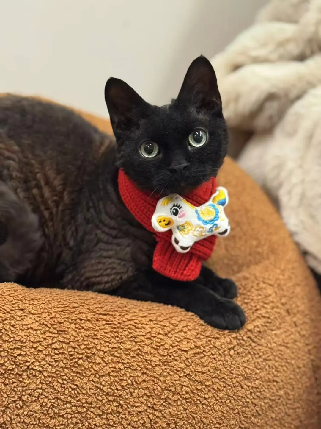 毛孩子也有新年礼物🎁