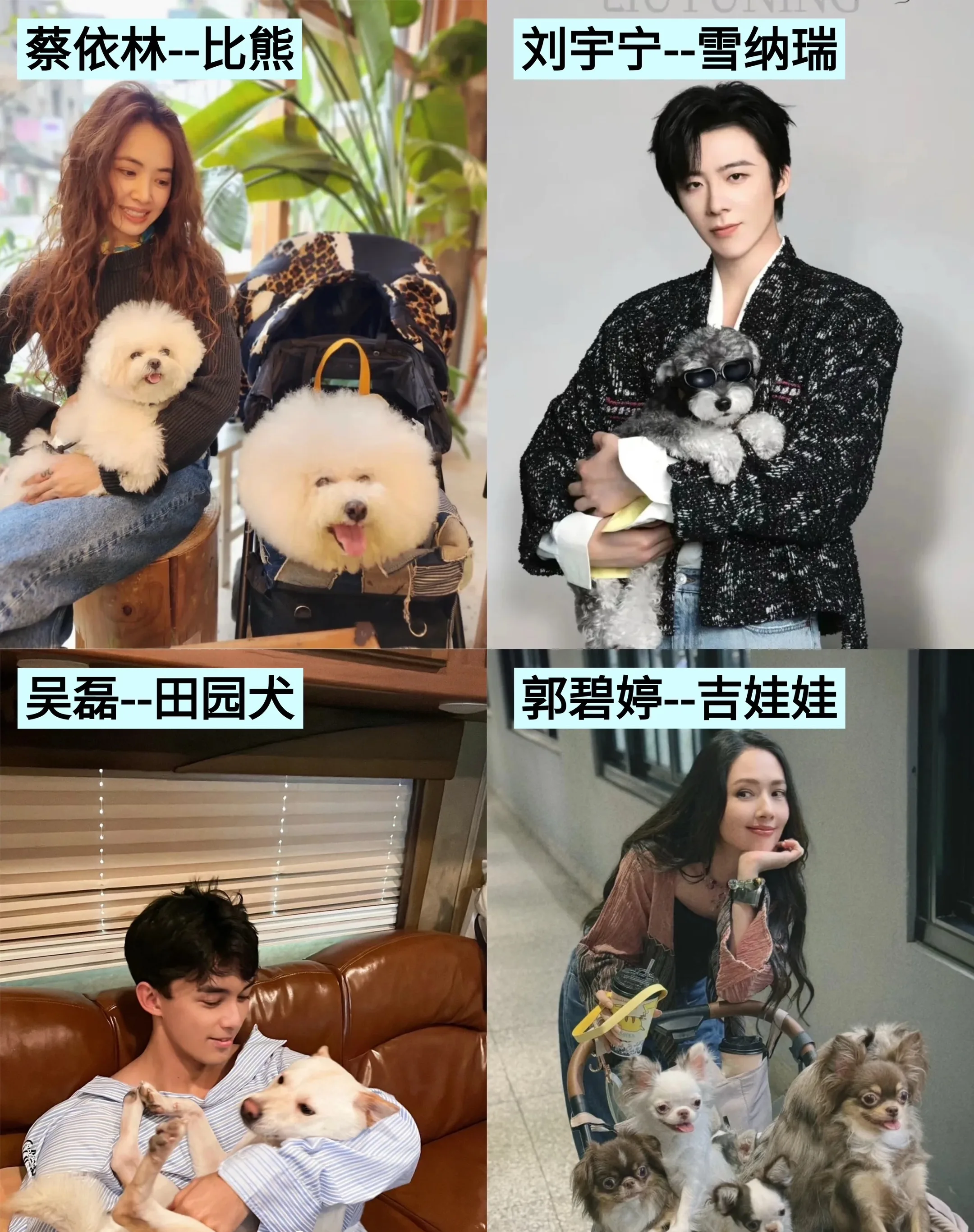 盘点各路明星养的狗狗！
软萌棉花糖、高冷酷帅款、憨厚治愈系全都有
吴磊养中华田园犬太圈粉，黄景瑜杜宾气场绝了
这么多明星和毛孩子，哪一对戳中你？