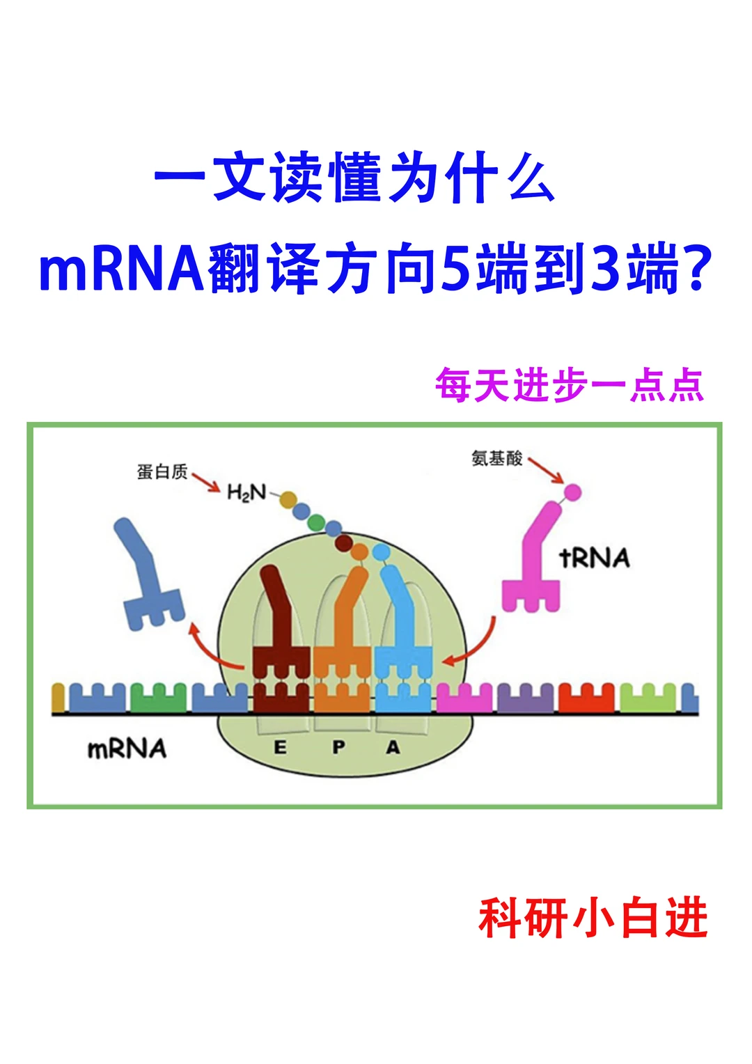 🔥一文读懂为什么mRNA翻译方向5端到3端？