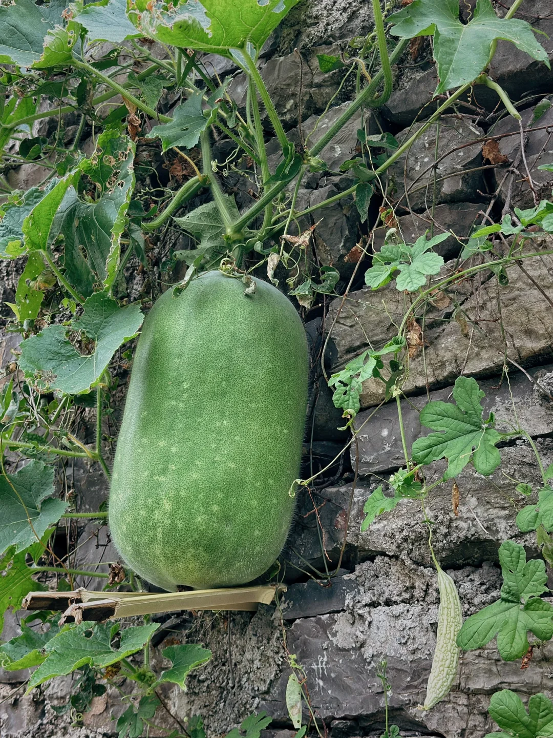 平平无奇的乡村里,藏着最惬意的生活