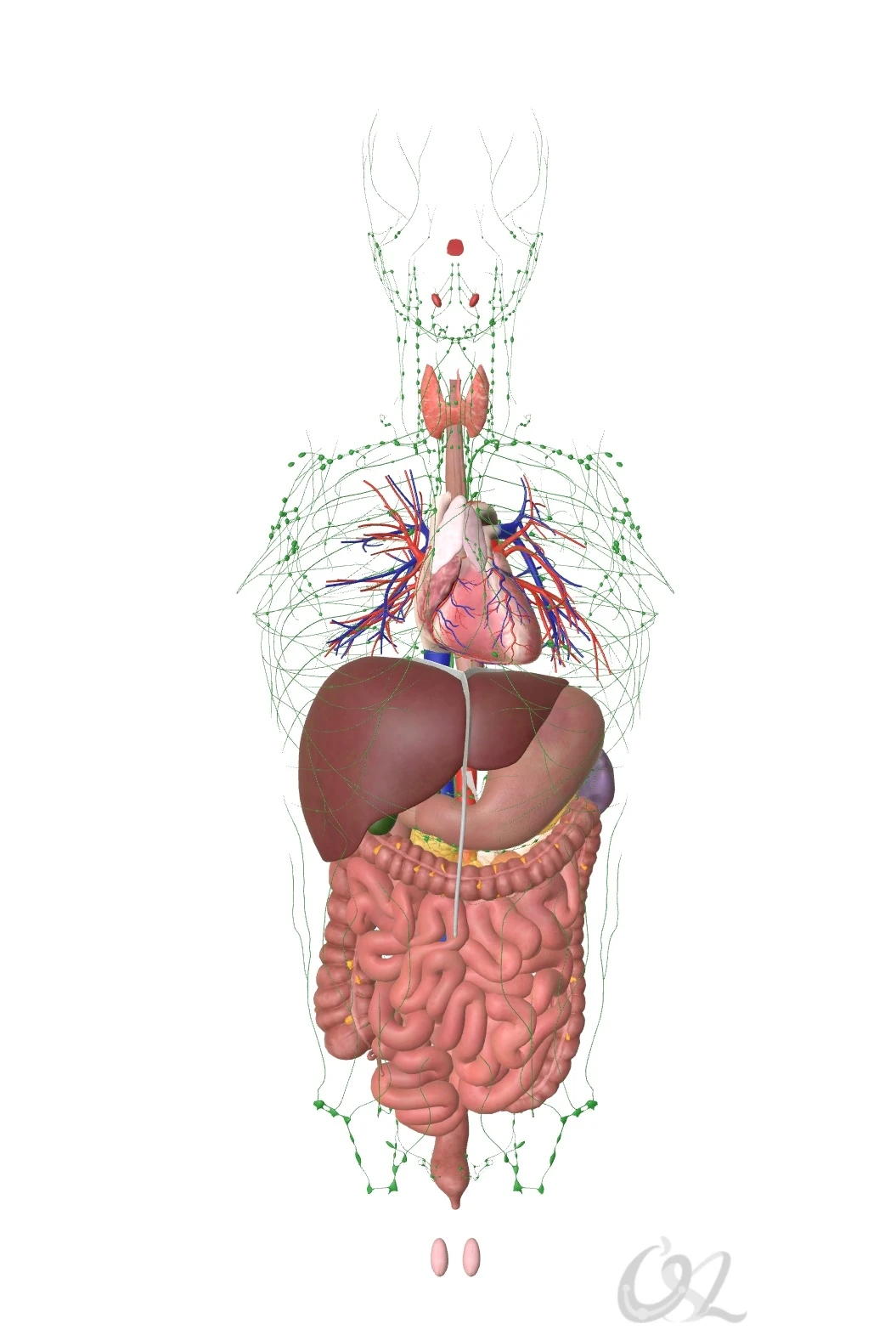 高血脂是一种现象，并不是一种病，因此没有明显的对应指征。