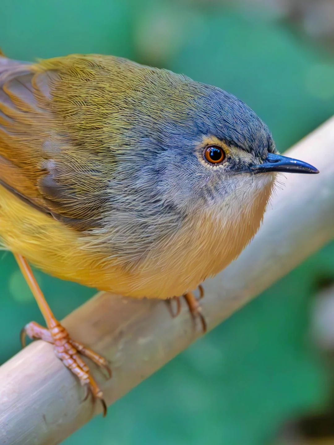 在野外听到的猫猫叫，有可能是它！