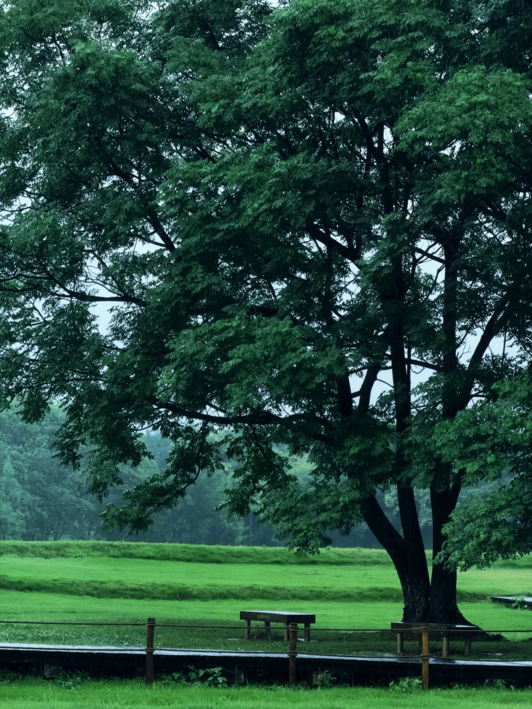 武汉听雨‼️盘龙城考古遗址｜穿越千年的雨