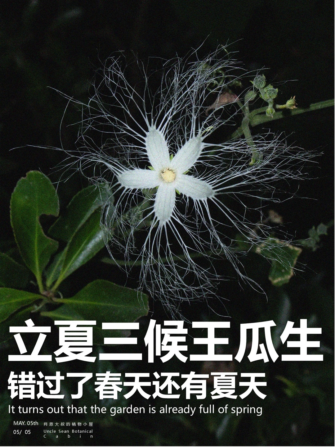 立夏王瓜生，并不是指的一种植物🌱