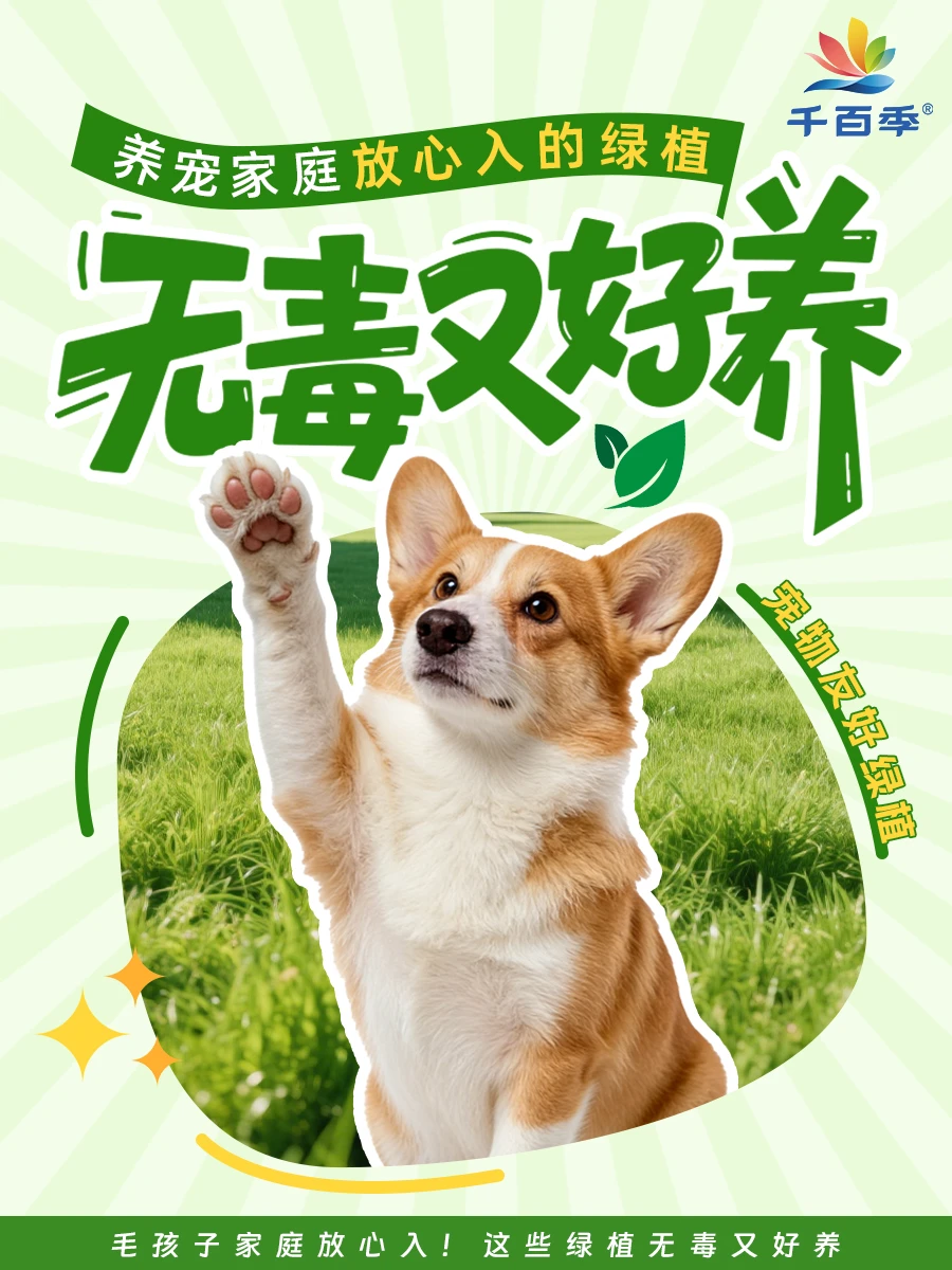 毛孩子家庭放心入！安全好养植物清单🌿