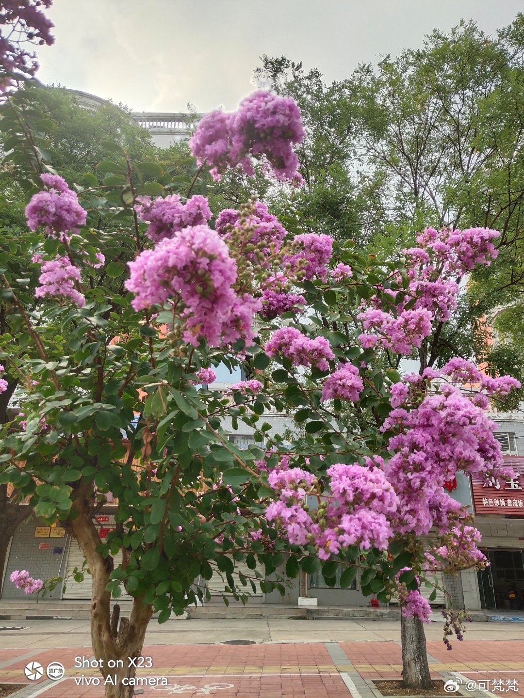 #vivo[超话]##vivo超话# 紫薇花开满树云霞，粉紫色的花团如烟似雾，在夏日的风里轻轻摇曳，把街角染成一首温柔的诗。 ​