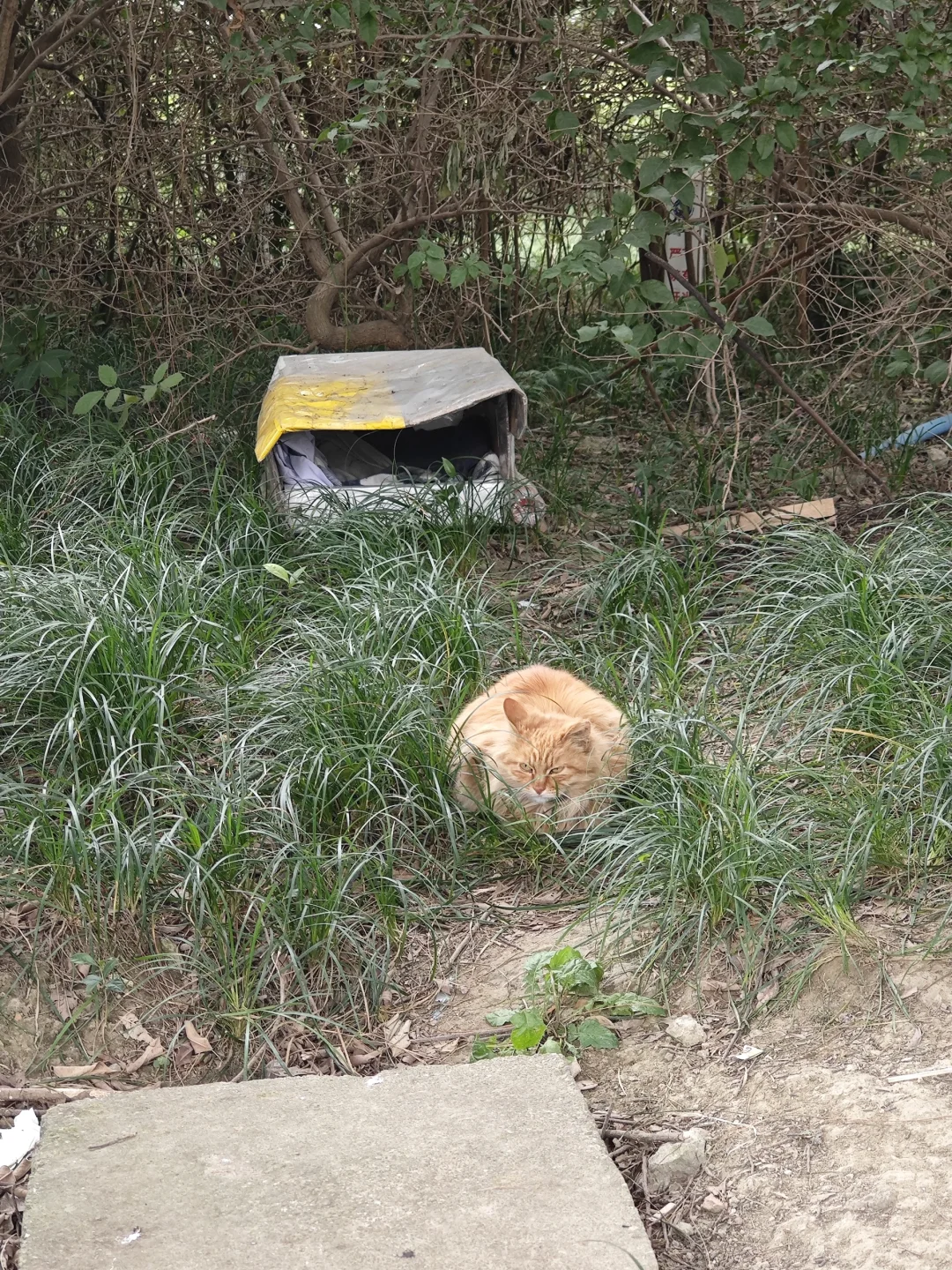 大冷的天🥶猫猫不冷吗