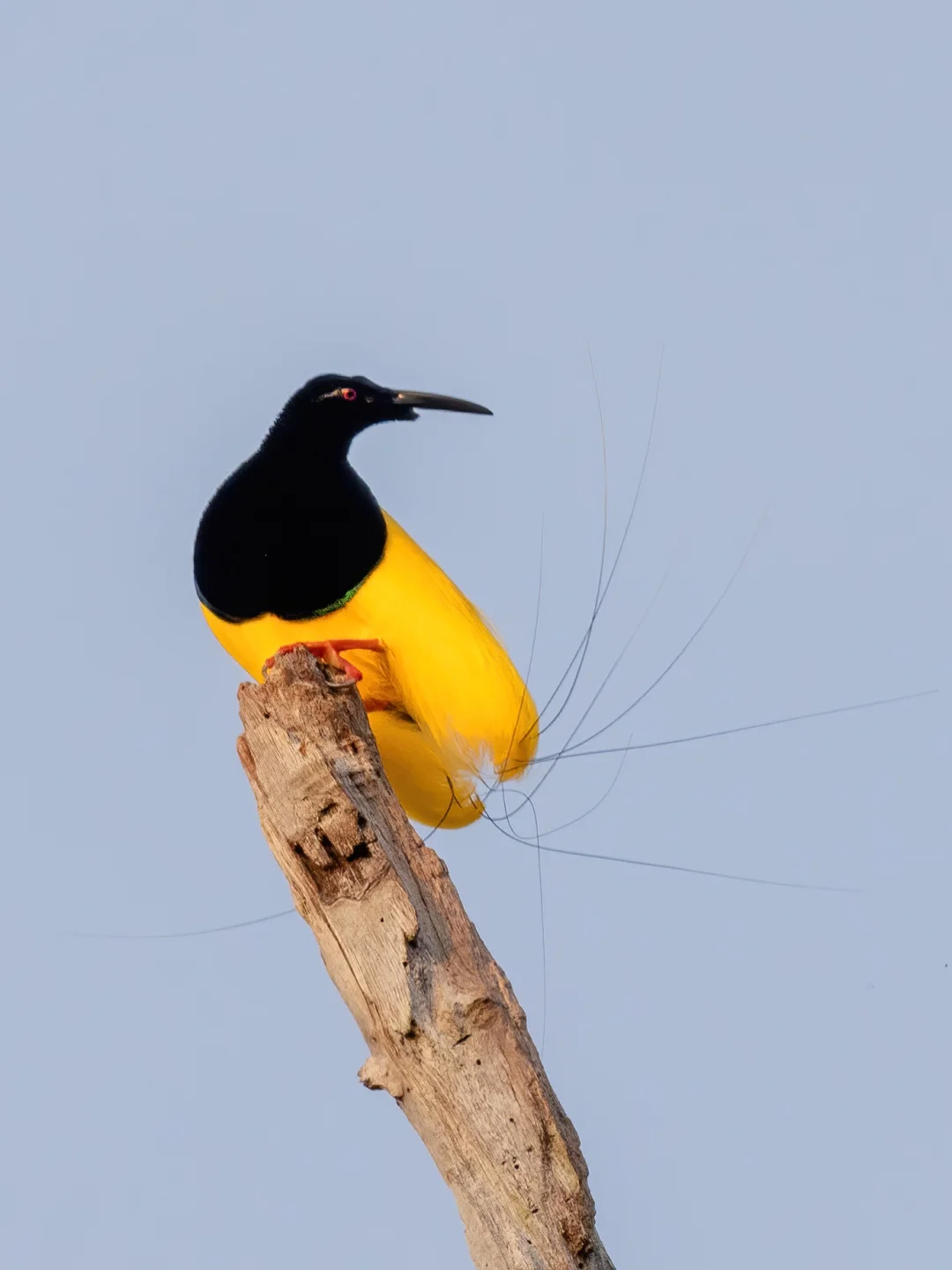 来数数：尾巴有12根线的十二线极乐鸟