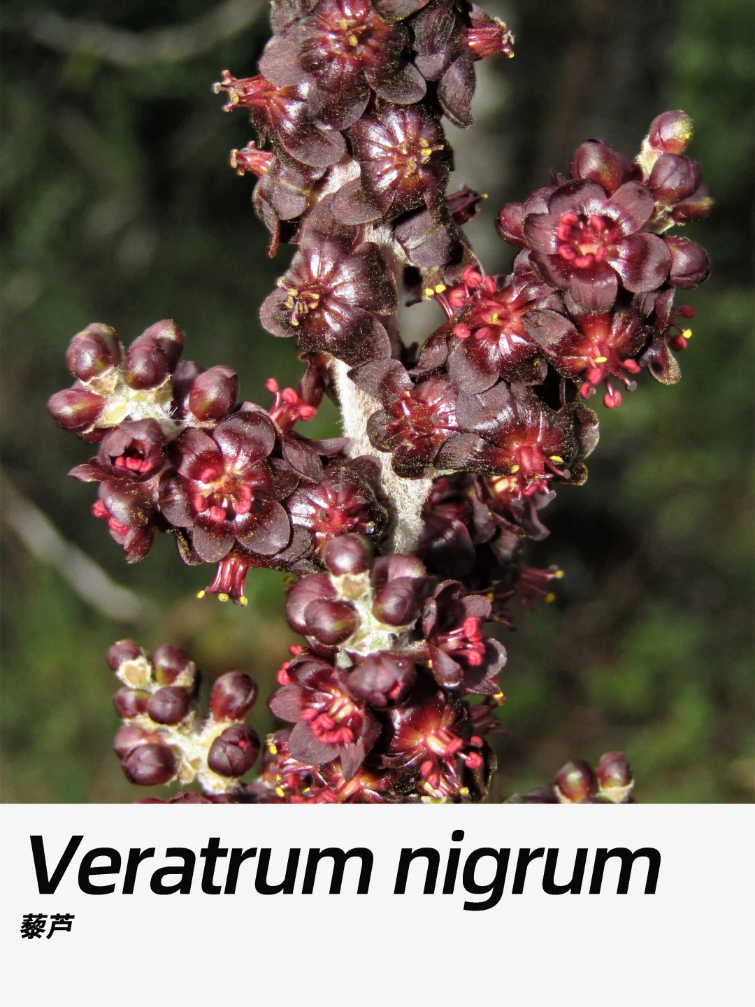 带你每天认识一种花材431｜藜芦