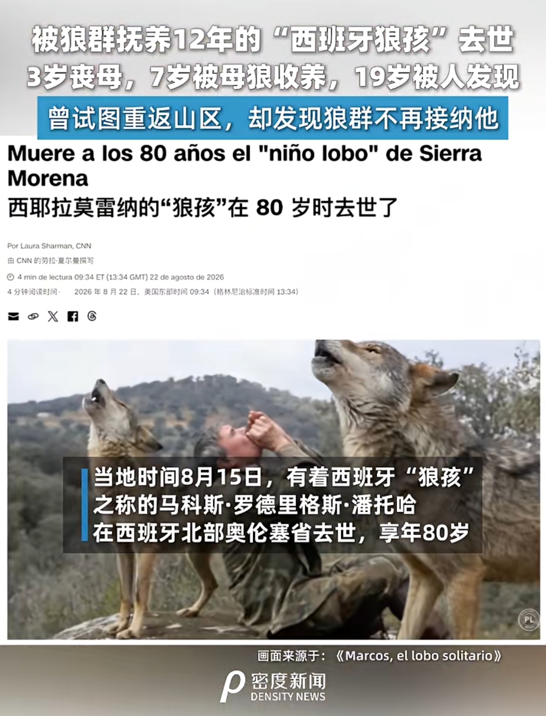 回不去的狼群，融不进的人群

西班牙“狼孩”马科斯的真实经历，看完感触颇深。

7岁那年他被家人遗弃深山，没饿死反倒被狼群接纳，跟着狼群捕猎、寒夜抱团取暖、山洞里躲暴雨，整整12年的山野日子，他后来逢人就说，这是自己这辈子最踏实的时光。

19岁他被探险队强行带回人类社会，花了几十年学直立走路、用刀