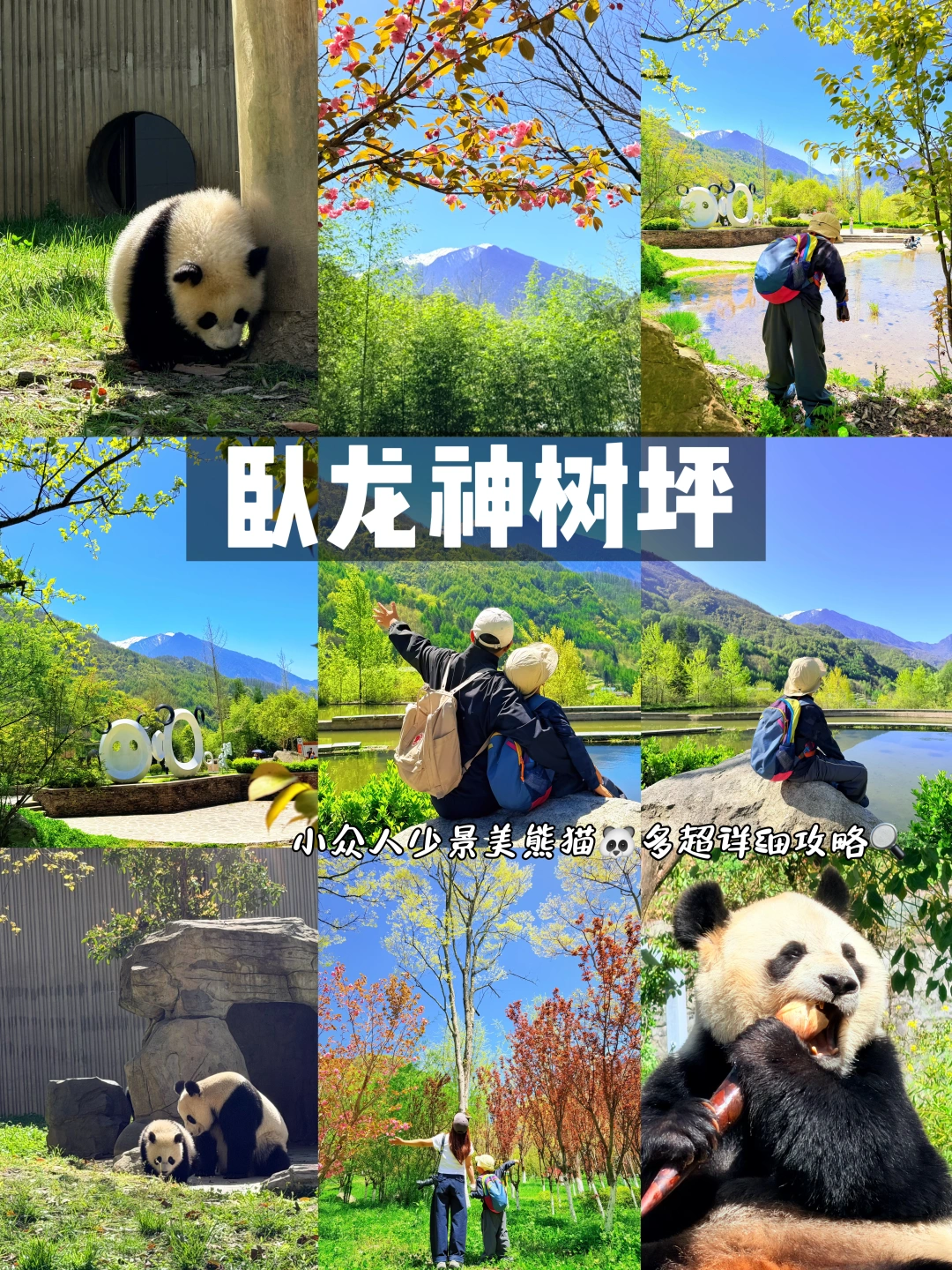 成都出发1.5‼️小众看大熊猫秘境领奖牌🏅