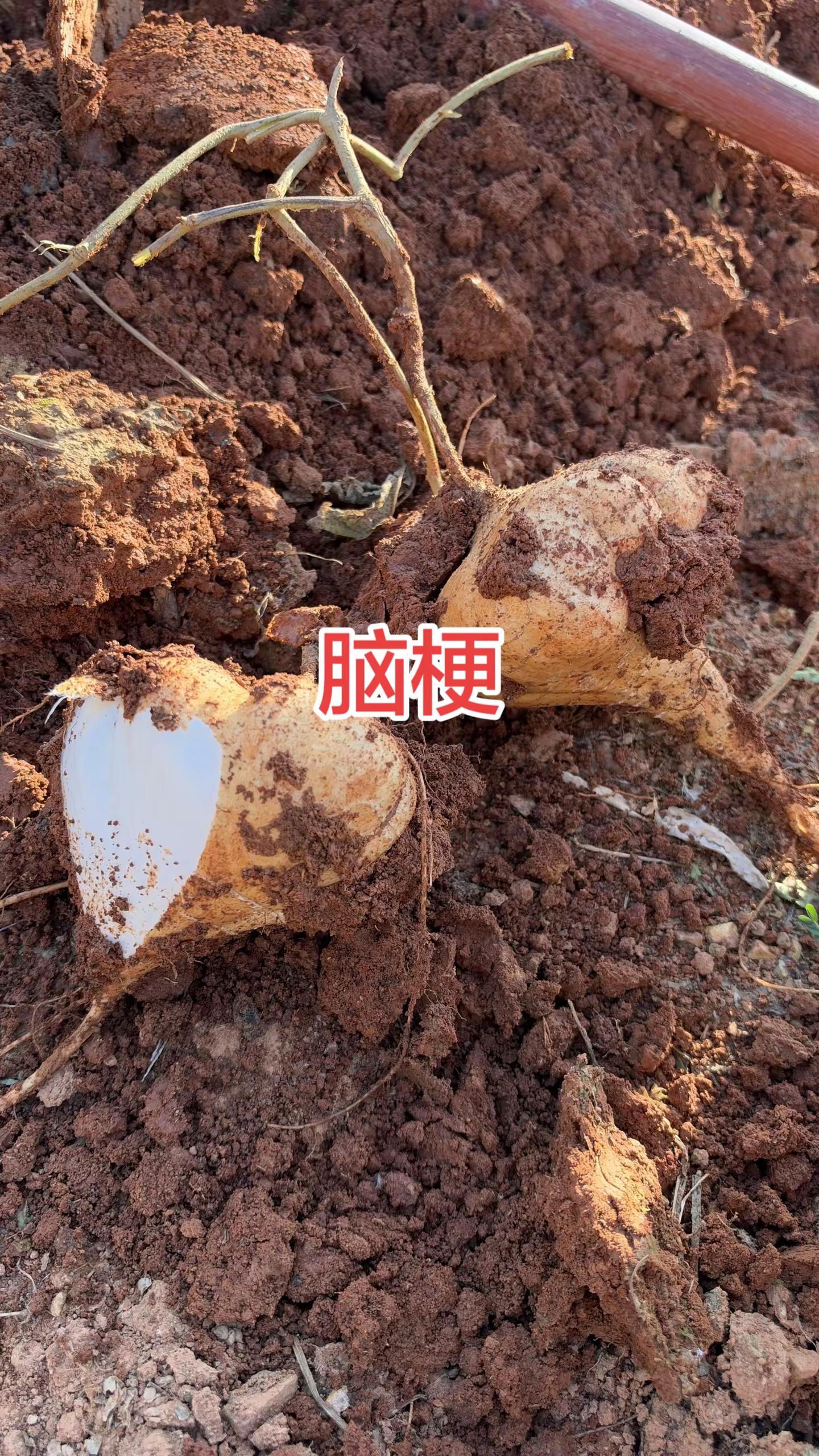 孙颖莎连追10分大逆转！窒息赛点对手突现失误