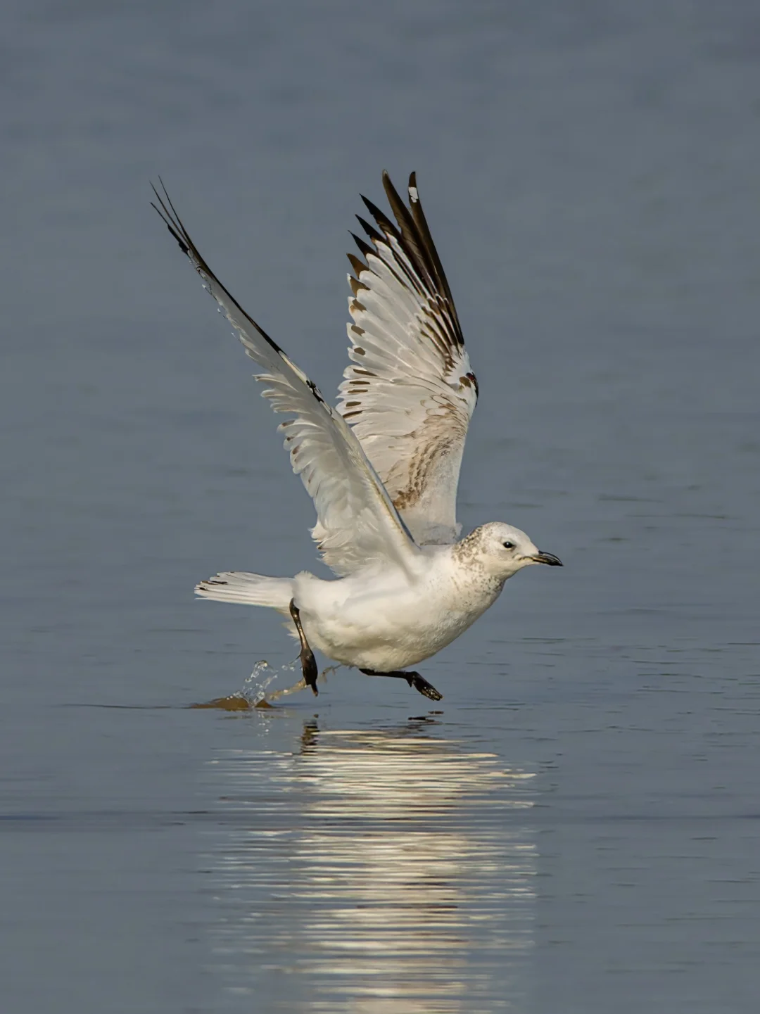 没想到能在广东看到了这只稀有的遗鸥