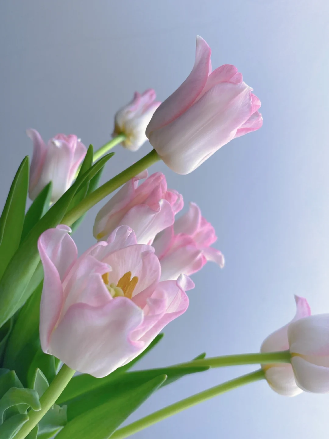 带你每天认识一种鲜花219｜方德郁金香-贝儿