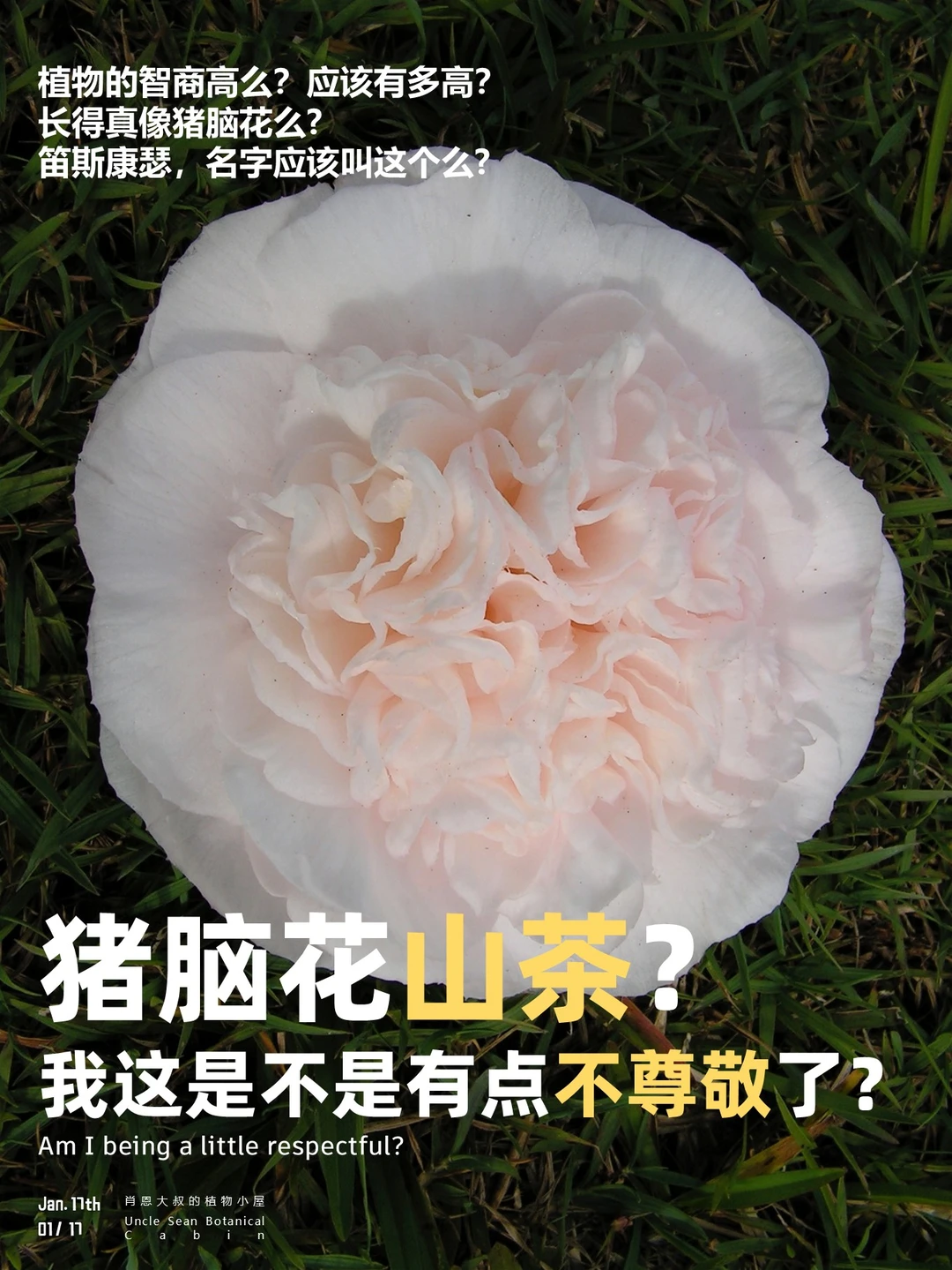 把脑子长在花中，植物的聪明你想不到🌱