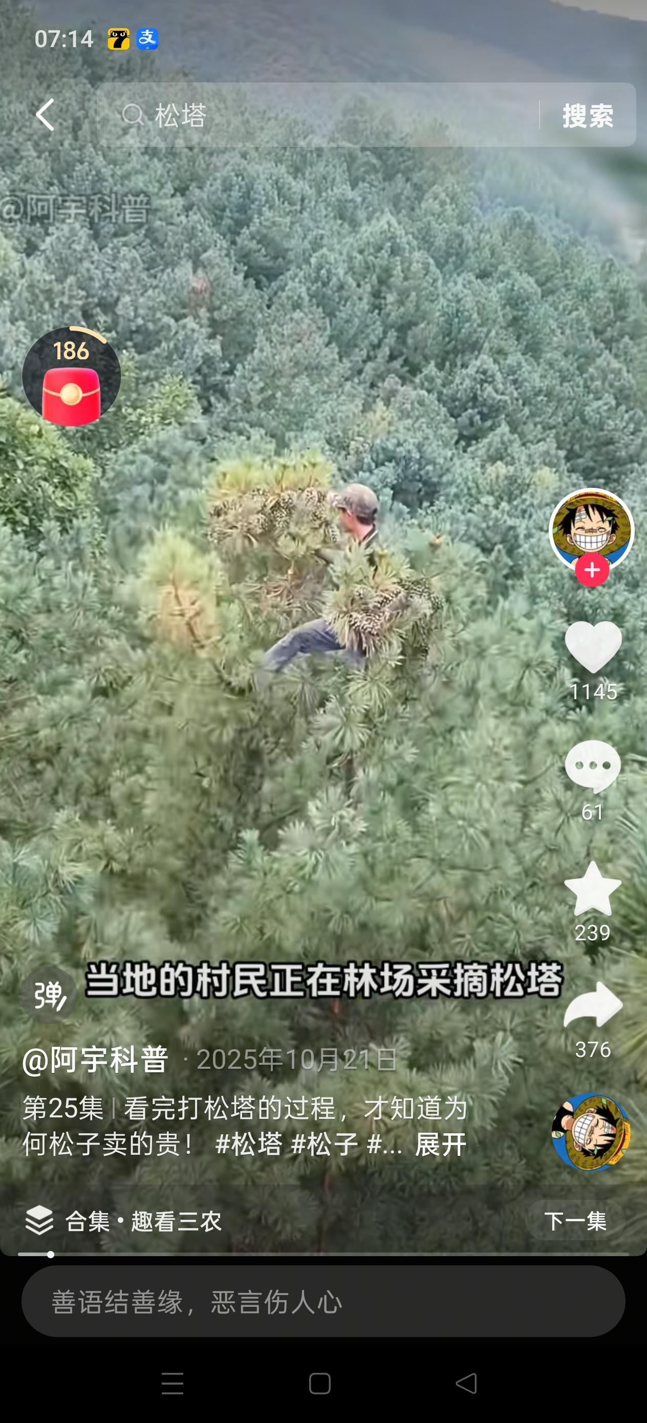 说真的，给我开再多日薪我也不敢去东北打松塔。
那些能赚单日三千的传说背后全是拿命换的，树龄三十年的红松就有二三十米高，相当于七八层楼，百年老树甚至能窜到四十米，松塔还偏偏长在树冠最细的枝杈上。工人就靠一双带铁刺的脚扎子往上爬，连安全带防护网都没有，山风一吹整棵树晃得人站都站