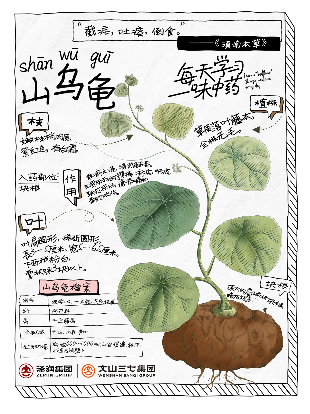 👉🏻每天学习一味中药材|山乌龟