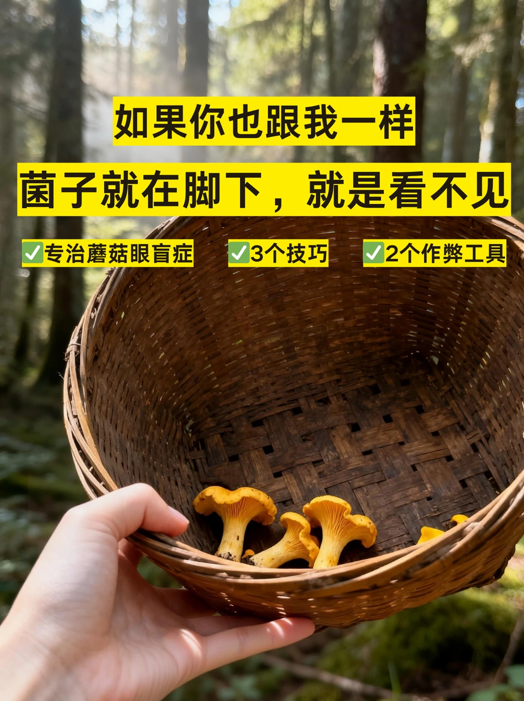 拯救“蘑菇眼盲症”|如果你也找不到菌子