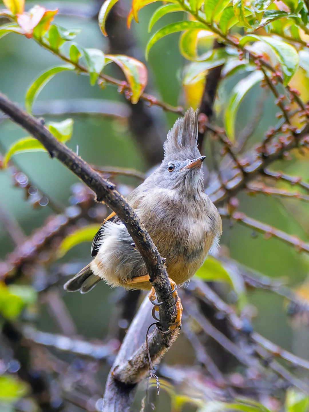 莫西干发型引领者：纹喉凤鹛