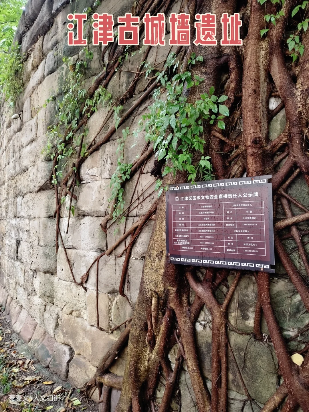 【江津】被高楼包围的500多岁古城墙遗址