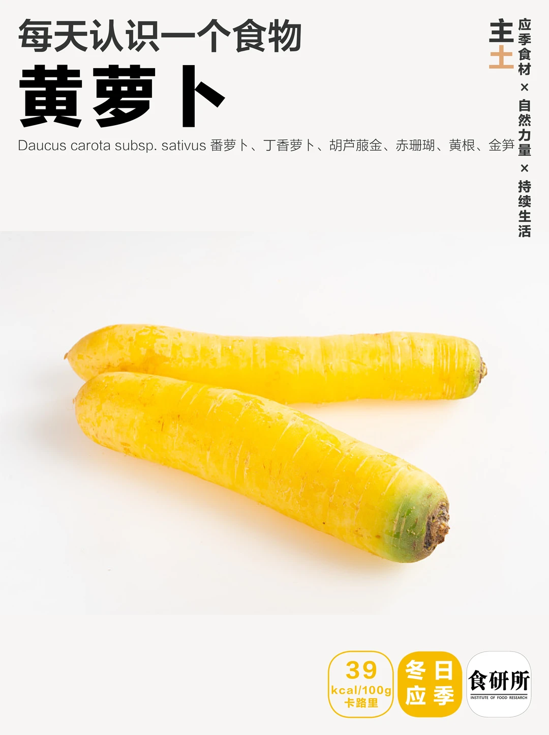 黄萝卜 | 抓饭的灵魂