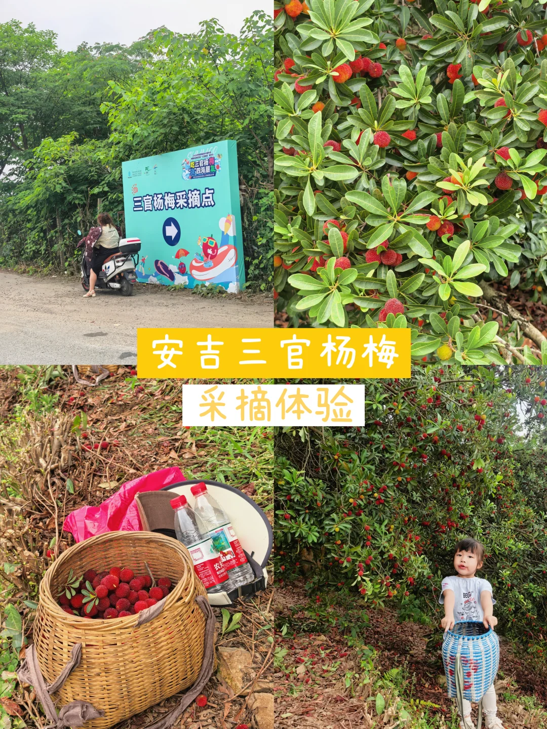 安吉旅游｜这段时间来安吉，快来摘三官杨梅