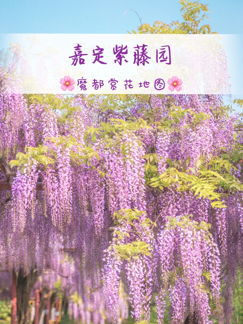 魔都赏花地图｜今年的紫藤最佳观赏期不多啦
