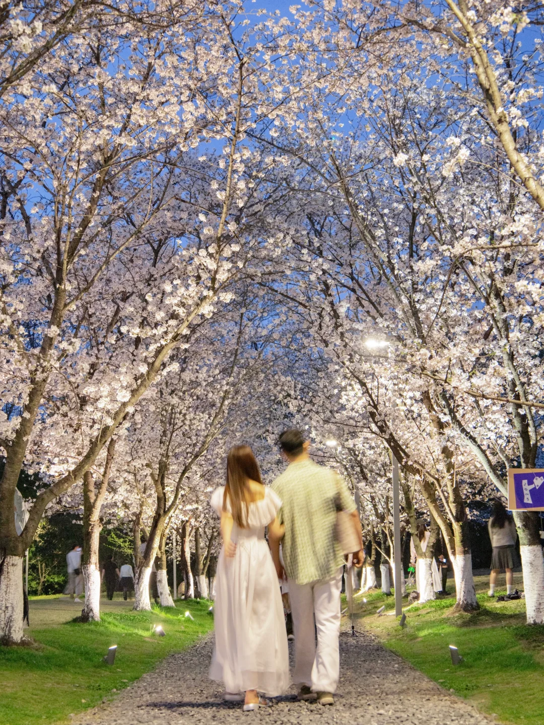 实拍‼️杭州樱花大道已经美到next level….