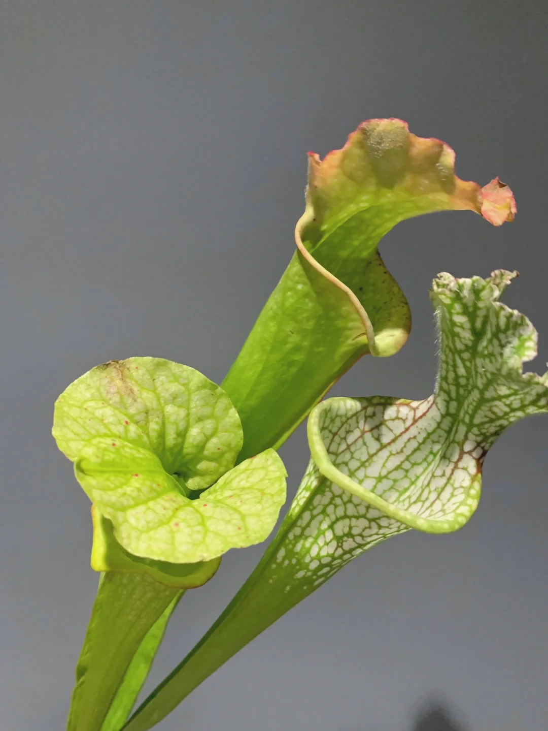 带你每天认识一种花材71｜瓶子草