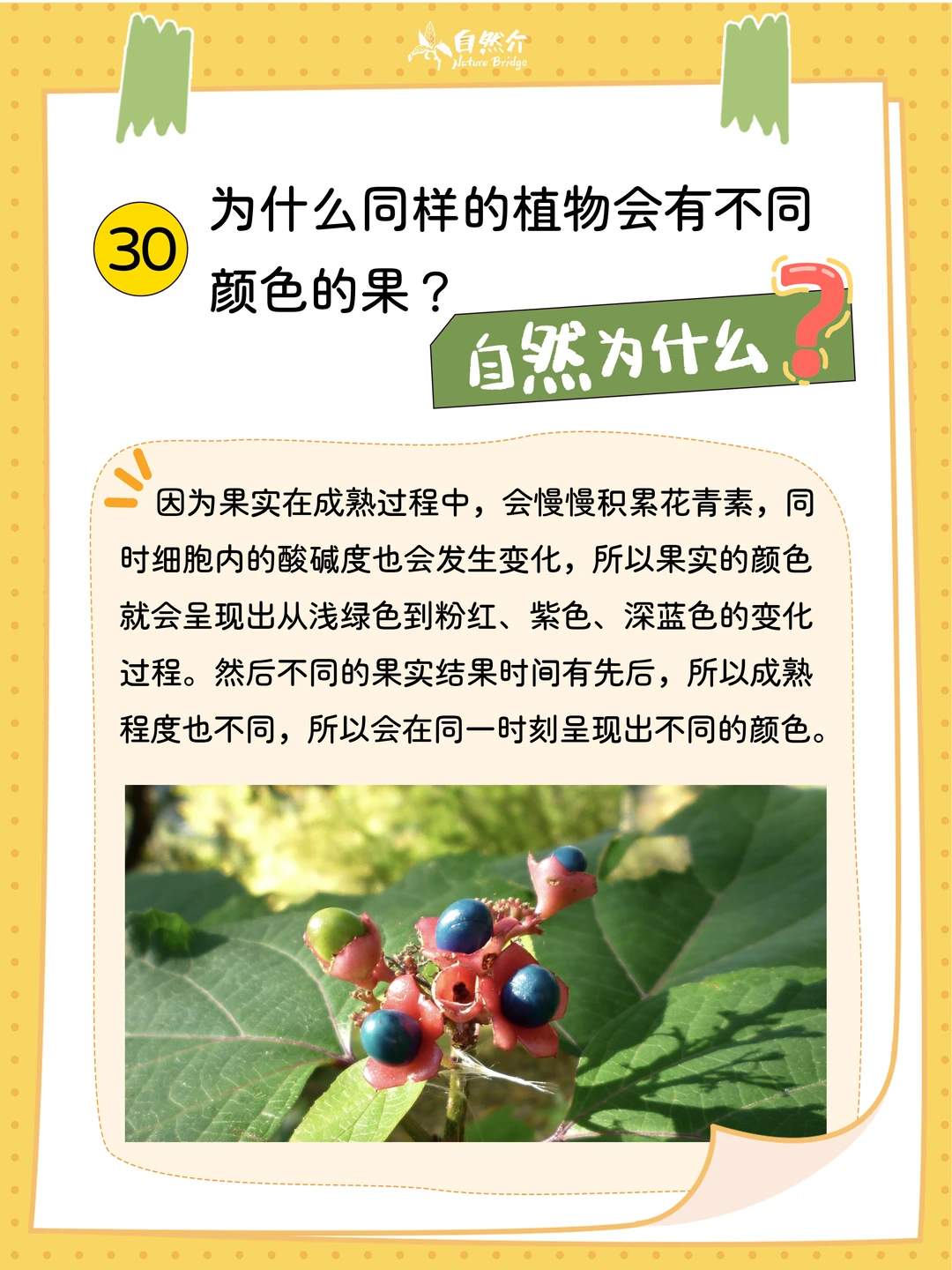 自然为什么｜神奇植物有话说 3️⃣0️⃣