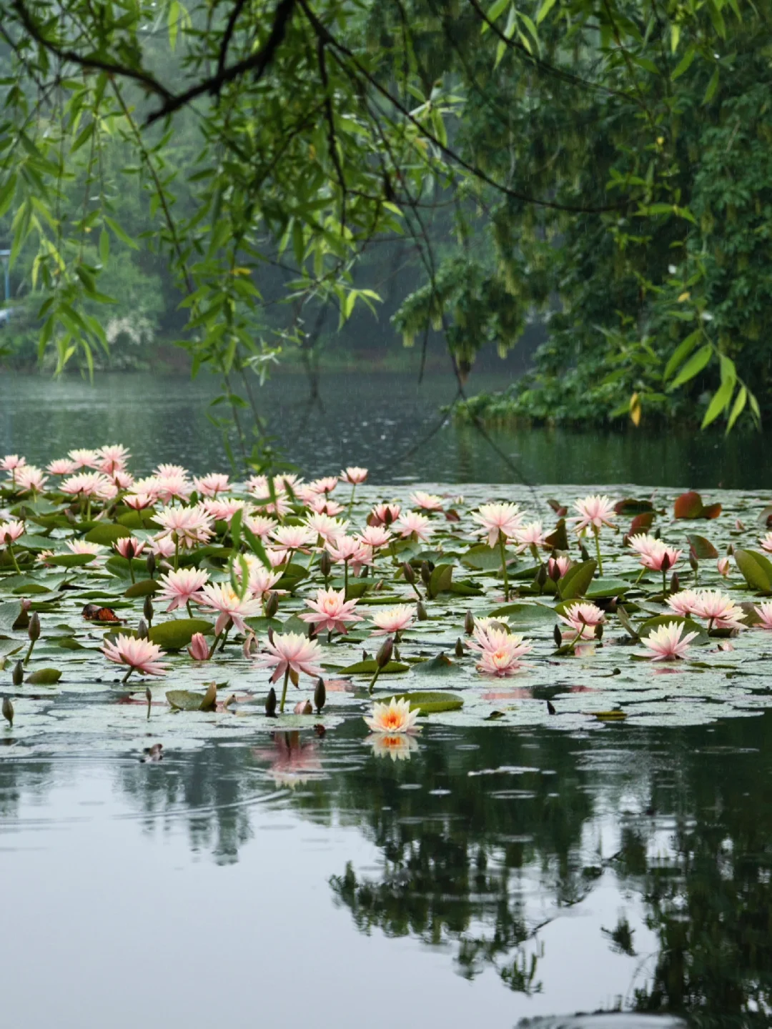 五月来杭州不要错过江南版的莫奈睡莲！