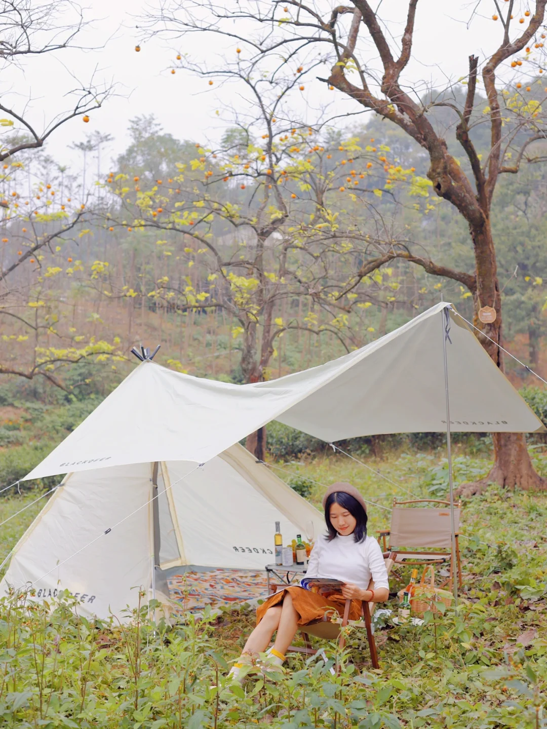 秋日露营｜柿子终于红了‼️在百年古柿林赏秋