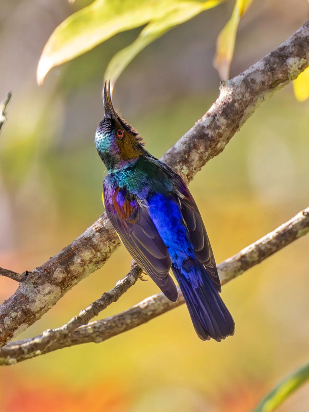 褐喉食蜜鸟的金属色羽毛在发光