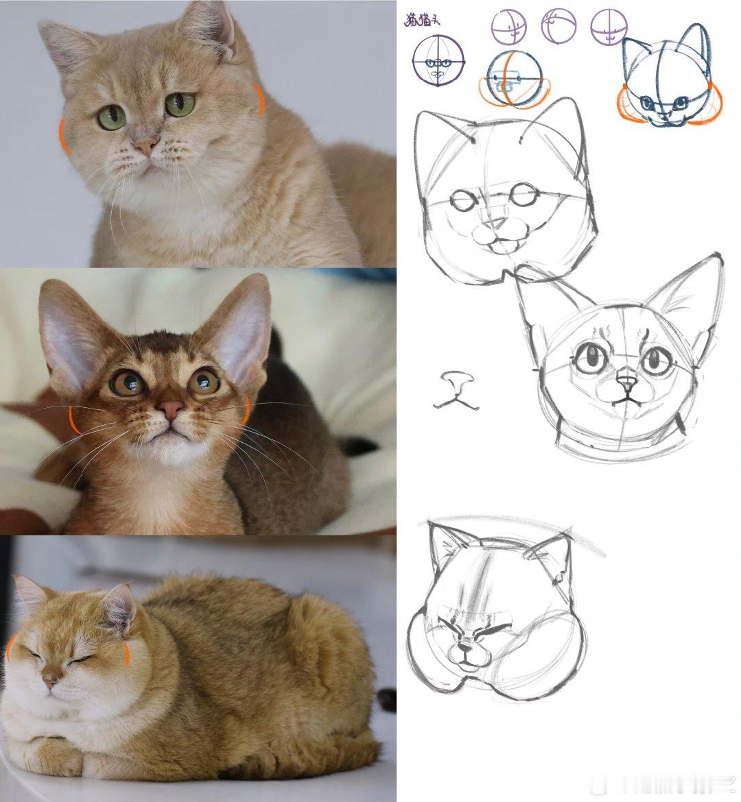 day3、4补课
被感冒打败了紧急补课之！猫。。。上色的猫。。。好难画。。。 ​​​#凶猛悍兔##凶猛悍兔速写# ​